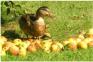 Besucher im Garten